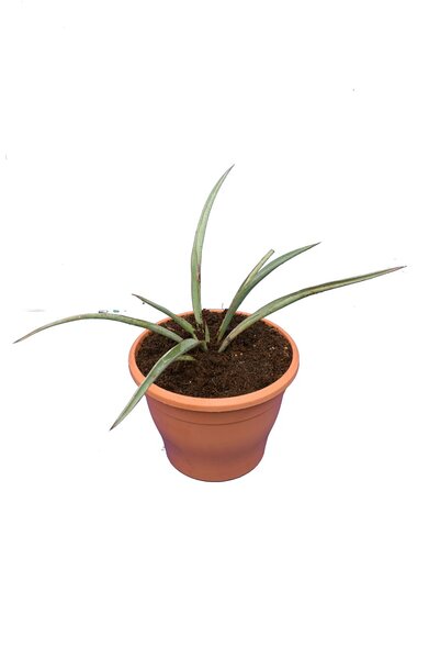 Yucca faxoniana - totale hoogte 30+ cm - pot Ø 19 cm