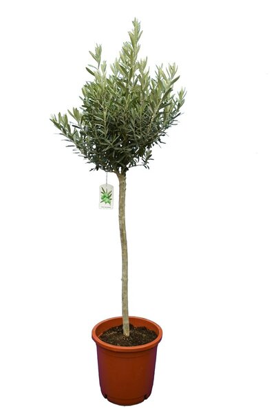 Olea europaea - wild form - stam 70-90 cm - stamomtrek 10-15 cm - totale hoogte 160-180 cm