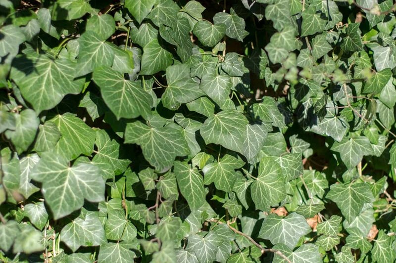 Hedera hibernica Verde de Irlanda - pot Ø 18 cm - 3 ltr