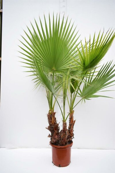 Washingtonia robusta Multistam - totale hoogte 140+ cm - pot Ø 35cm