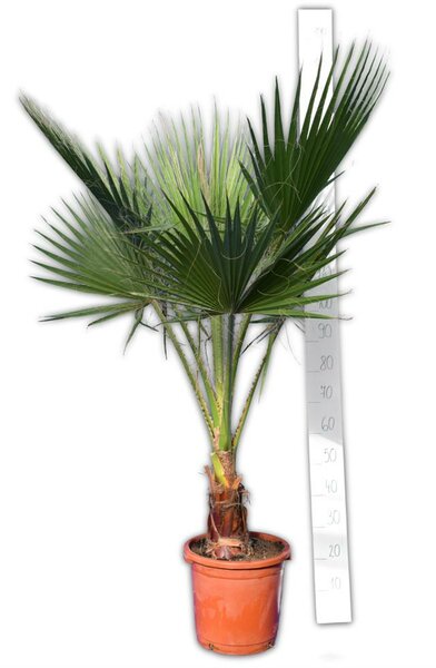 Washingtonia robusta - stam 10-20 cm - totale hoogte 100-120 cm - pot Ø 32 cm