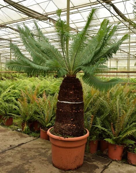 Cycas panzhihuaensis - stam 70 cm - totale hoogte 180 cm [PALLET]