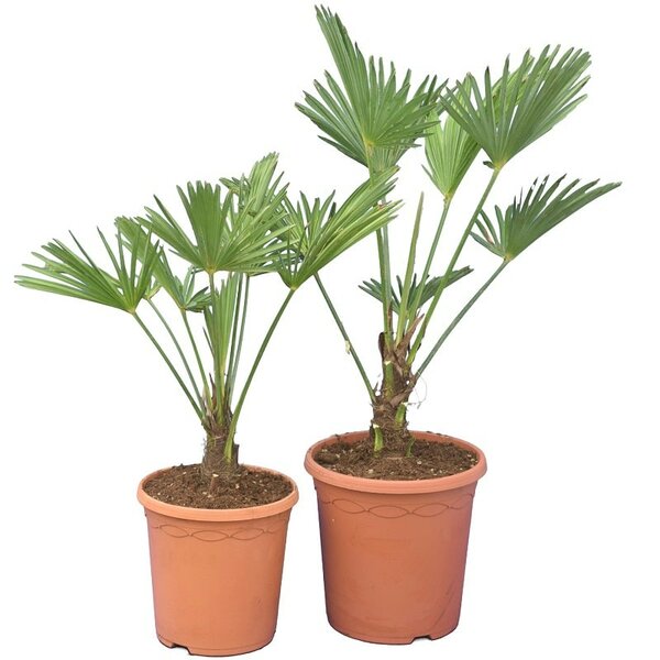 Trachycarpus wagnerianus set van 2 - pot Ø 23 cm + pot Ø 26 cm