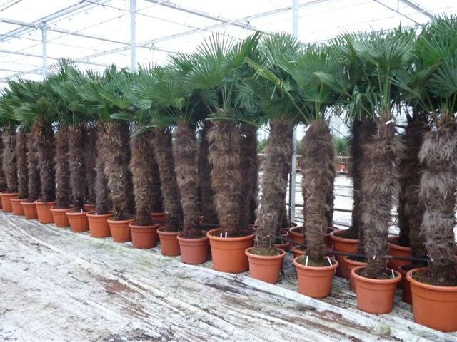 Trachycarpus wagnerianus stam 140-160 cm