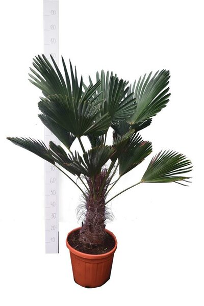 Trachycarpus wagnerianus stam 30-40 cm