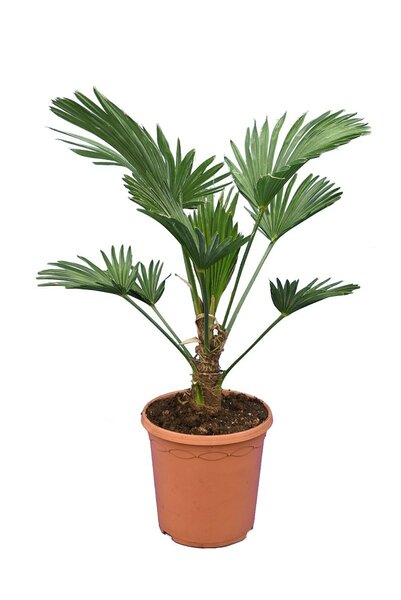 Trachycarpus wagnerianus - totale hoogte 50-70 cm - pot Ø 23 cm