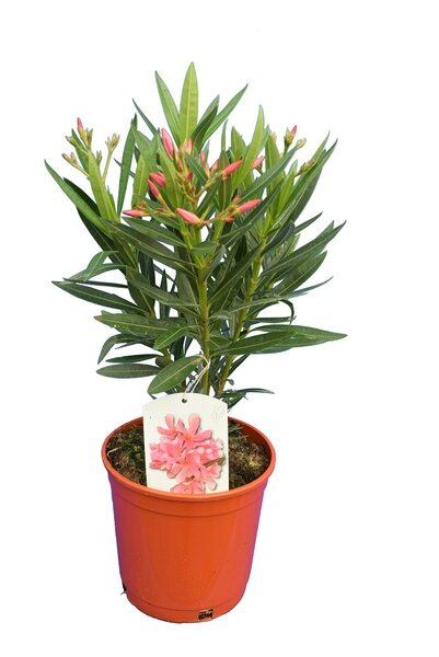 Nerium oleander licht roze - totale hoogte 50-60 cm - pot Ø 18 cm