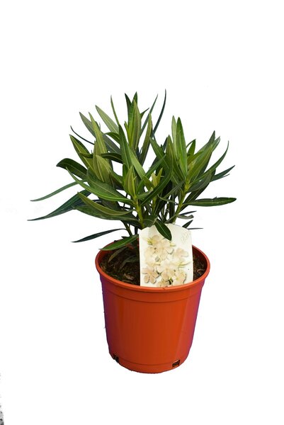 Nerium oleander wit - totale hoogte 50-60 cm - pot Ø 18 cm