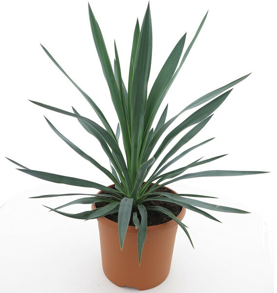 Yucca gloriosa - totale hoogte 60-80 cm - pot Ø 26 cm