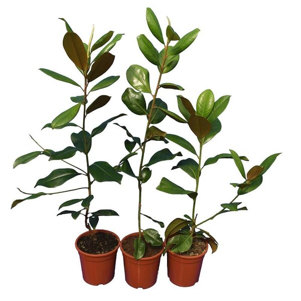 Magnolia grandiflora set van 3: Gloriosa + Goliath + Nantais - pot Ø 22 cm