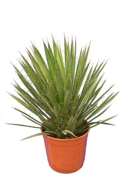 Yucca filifera - totale hoogte 50-70 cm - pot Ø 23 cm