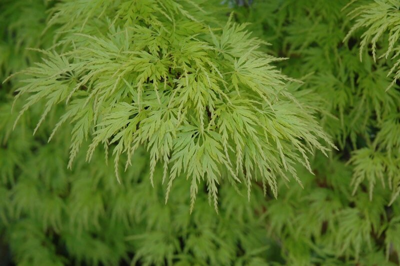 Acer palmatum Seiryu - totale hoogte 50-60 cm - pot 3 ltr