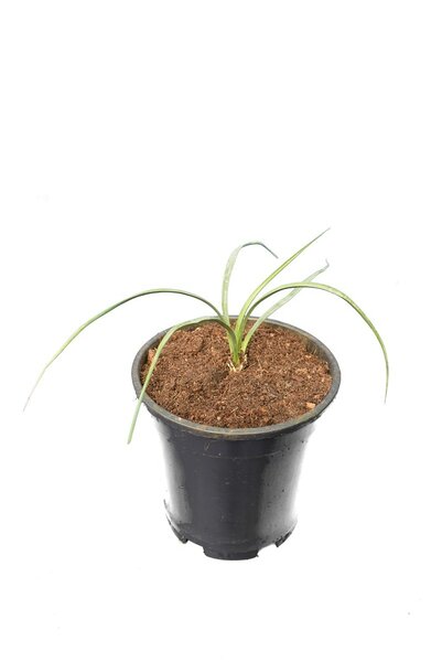 Yucca elata - pot Ø 15 cm