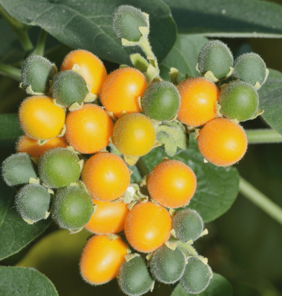 Solanum abutiloides - pot 11 x 11 cm
