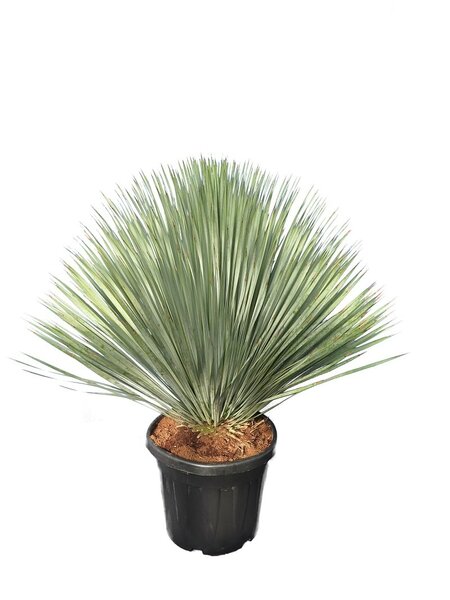 Yucca rostrata - totale hoogte 120-140 cm - pot 45 ltr [pallet]