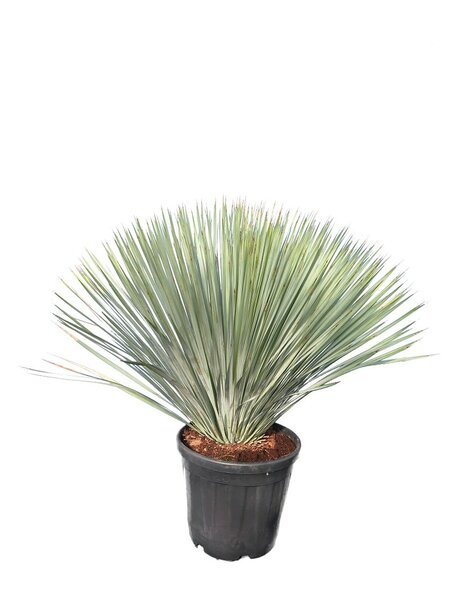 Yucca rostrata - totale hoogte 100-120 cm - pot 35 ltr [pallet]