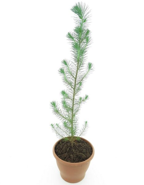 Pinus pinea - totale hoogte 60-80 cm - pot Ø 19 cm