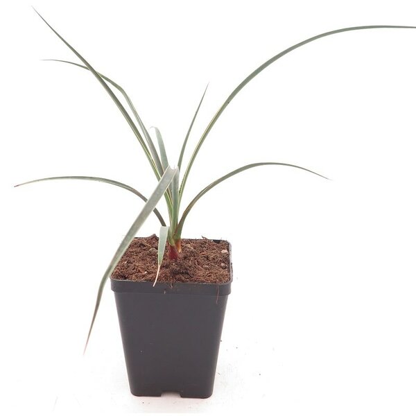 Yucca arizonica - totale hoogte 30+ cm - pot 10 x 10 cm