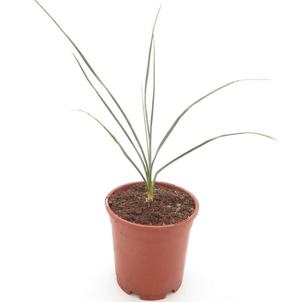 Yucca elata - totale hoogte 40-60 cm - pot Ø 15 cm