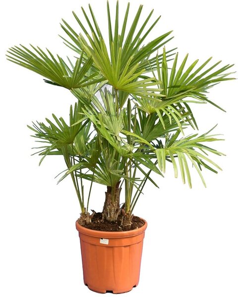 Trachycarpus fortunei Multitrunk - totale hoogte 120-140 cm - pot Ø 35 cm 25 ltr