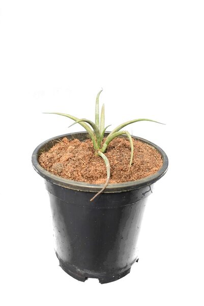 Yucca schidigera - pot Ø 15 cm