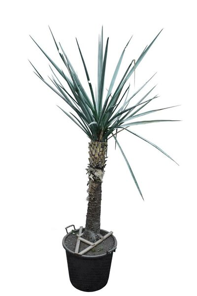 Yucca torreyi stam 90-100 cm [pallet]
