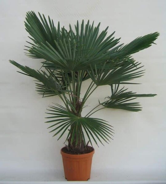 Trachycarpus fortunei stam 25-35 cm