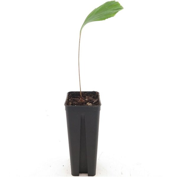 Arenga micrantha seedling