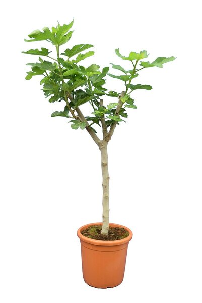Ficus carica Brown Turkey - stam 50-70 cm - stamomtrek 15-25 cm - totale hoogte 180+ cm - pot Ø 45 cm [pallet]