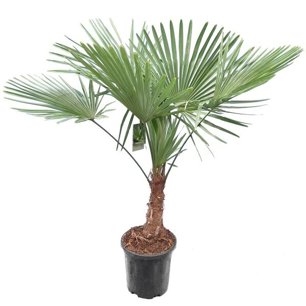 Trachycarpus fortunei XL - stam 30-40 cm - totale hoogte 160-180 cm - pot Ø 31 cm