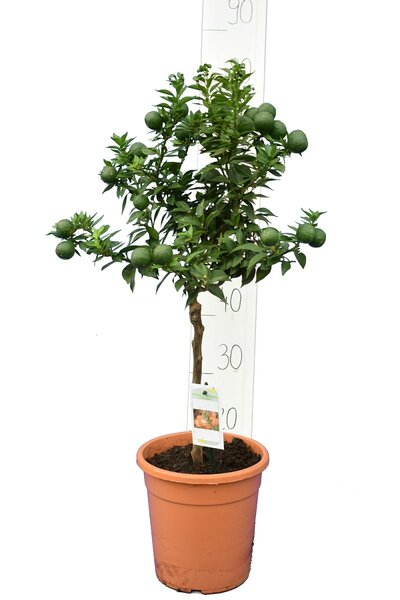 Citrus myrtifolia - stam 30-40 cm - totale hoogte 70-100 cm - pot 20 cm