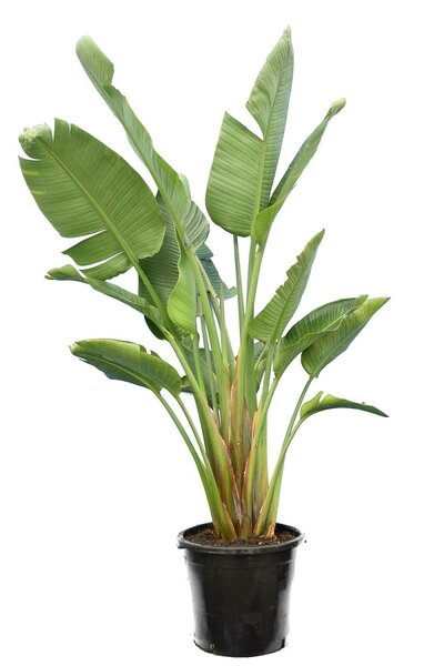 Strelitzia nicolai - totale hoogte 140-160 cm - pot &Oslash; 36 cm - 3 planten per pot [pallet]