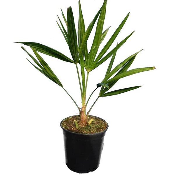 Trachycarpus fortunei - totale hoogte 40-60 cm - pot &Oslash; 15 cm