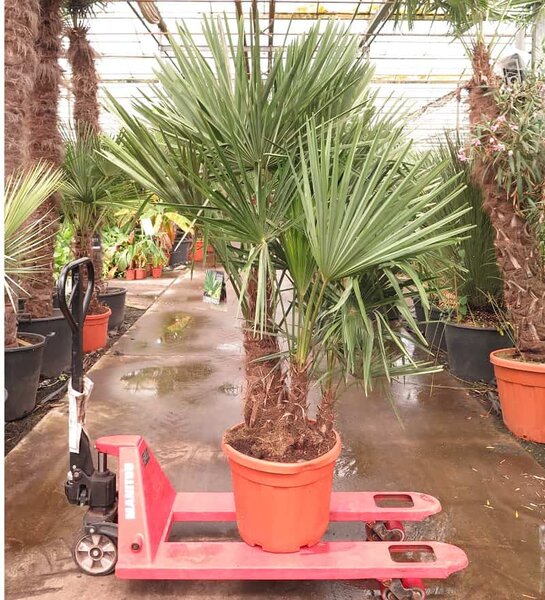 Trachycarpus fortunei Multitrunk - totale hoogte 140-160 cm - pot &Oslash; 50 cm - 45 ltr [pallet]