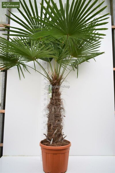 Trachycarpus fortunei stam 80-100 cm