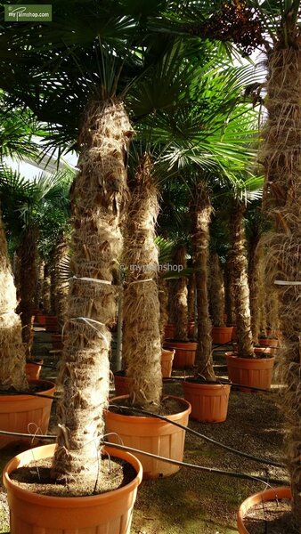meel Extra Resultaat Trachycarpus fortunei stam 180-200 cm - MyPalmShop