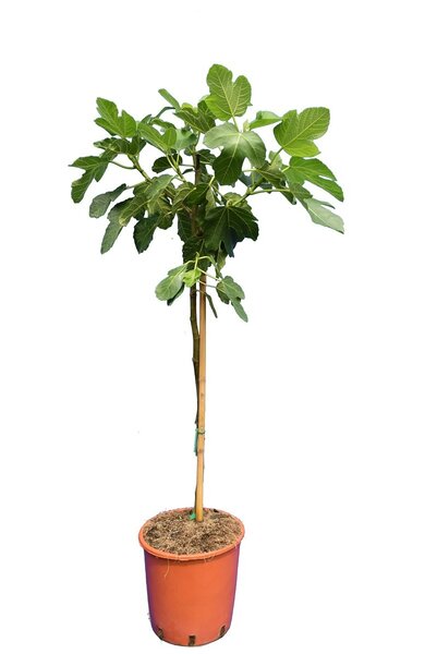 Ficus carica Brown Turkey - stam 60-80 cm - &Oslash; 28 cm pot