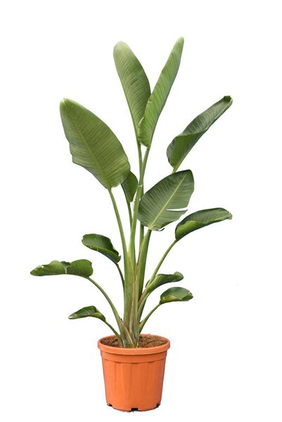 Strelitzia nicolai pot &Oslash; 36 cm