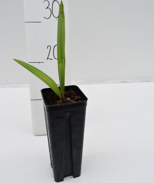 Trachycarpus Tesan - pot 7 x 7 cm