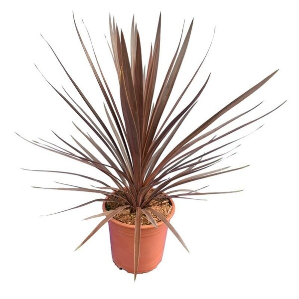 Cordyline australis Red Star - totale hoogte 60-80 cm - pot &Oslash; 22 cm