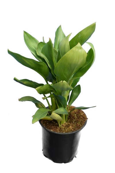 Strelitzia reginae - totale hoogte 30-50 cm - pot &Oslash; 13 cm