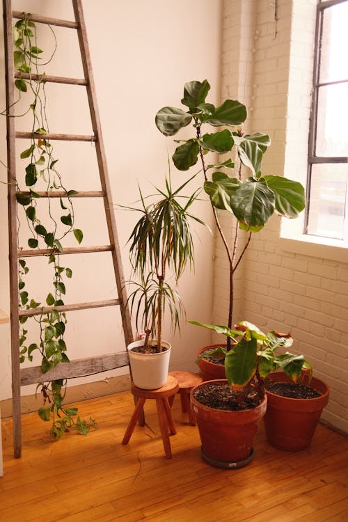 Een gezellig huis begint met planten