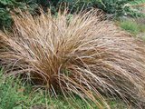 Carex comans Bronze Form - totale hoogte 40-50 cm - pot 2 ltr_