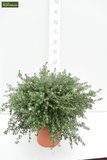 Westringia fruticosa pot Ø 20 cm_