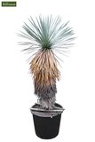 Yucca thompsoniana - pot Ø 14 cm_