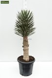 Yucca filifera - pot Ø 19 cm_