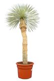 Yucca rostrata stam 100-120 cm
