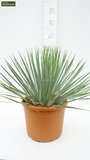 Yucca rostrata stam 100-120 cm pot 65 ltr [pallet]_