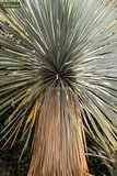Yucca rostrata - totale hoogte 40-60 cm - pot Ø 20 cm_