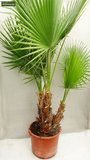 Washingtonia robusta Multistam - totale hoogte 70-90 cm - pot Ø 18cm _